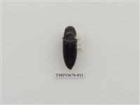 藏品(叩頭蟲(1))的圖片